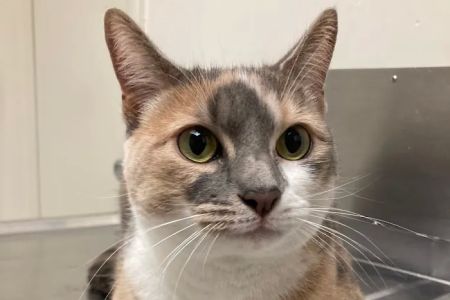 Winter Springs Veterinary Clinic