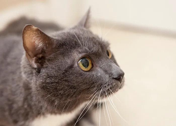 Winter Springs Veterinary Clinic 12
