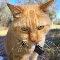 Oviedo Veterinary Care and Emergency ico
