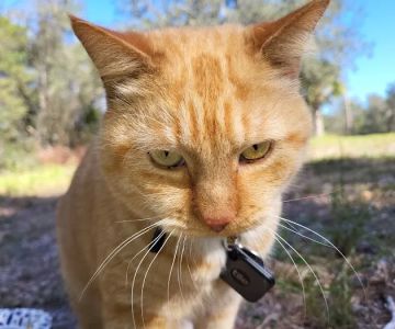 Oviedo Veterinary Care and Emergency