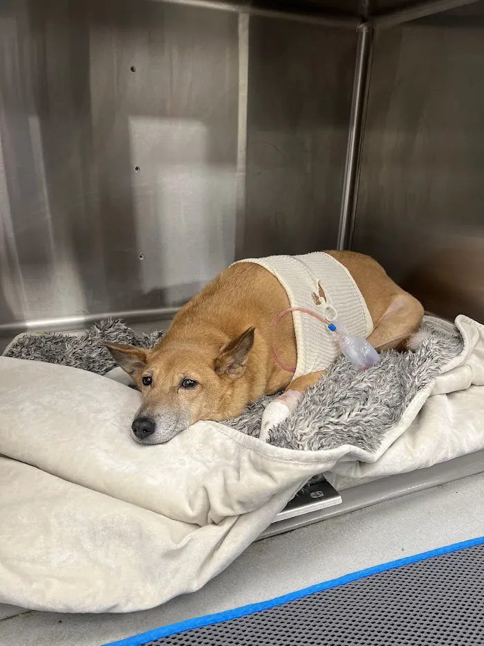 Oviedo Veterinary Care and Emergency 12