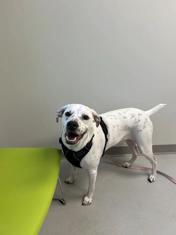 Oviedo Veterinary Care and Emergency 12