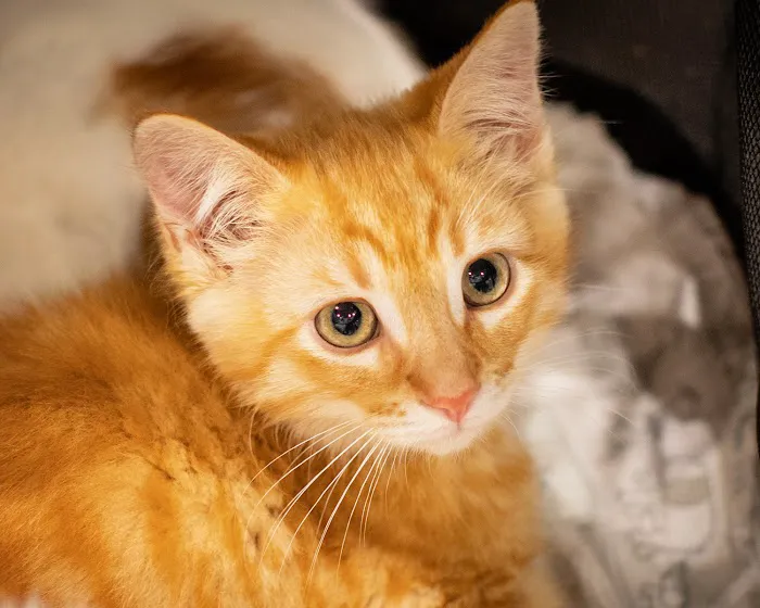 1st Pet Veterinary Centers - North Valley 12