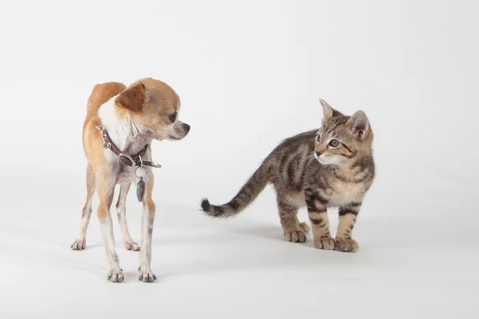 1st Pet Veterinary Centers - North Valley 12