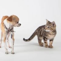 1st Pet Veterinary Centers - North Valley ico