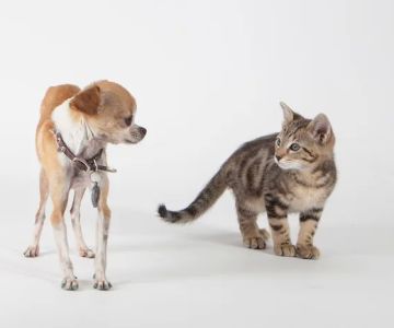 1st Pet Veterinary Centers - North Valley