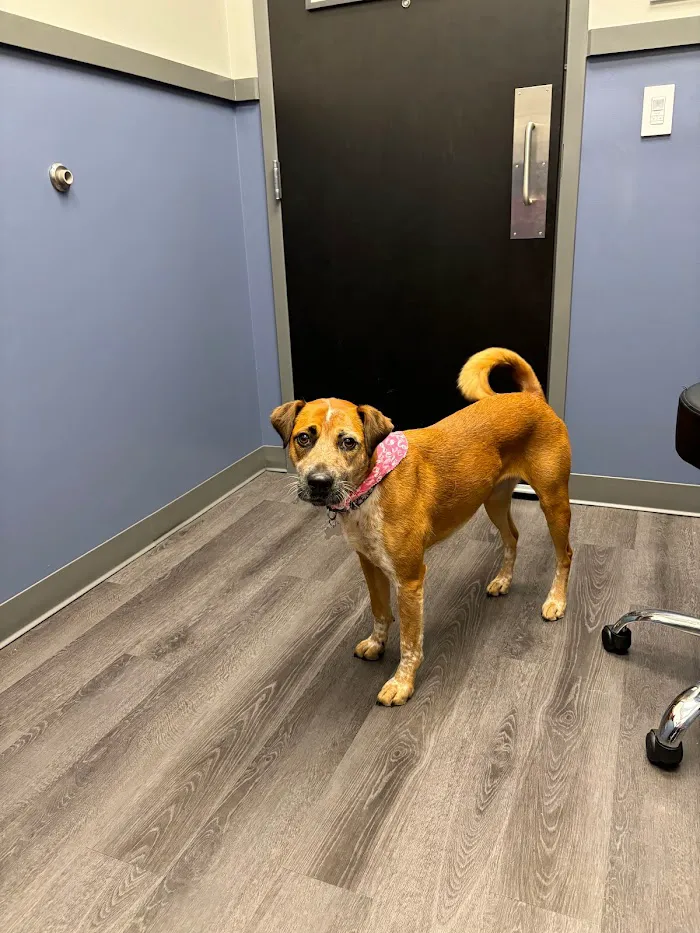Emergency Veterinary Care Centers 12