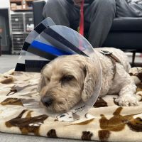 Veterinary Emergency Group ico