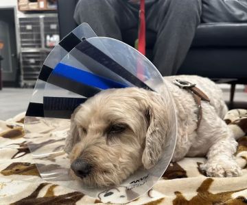 Veterinary Emergency Group