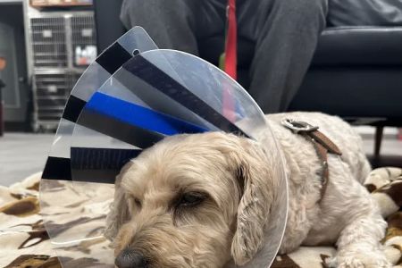Veterinary Emergency Group