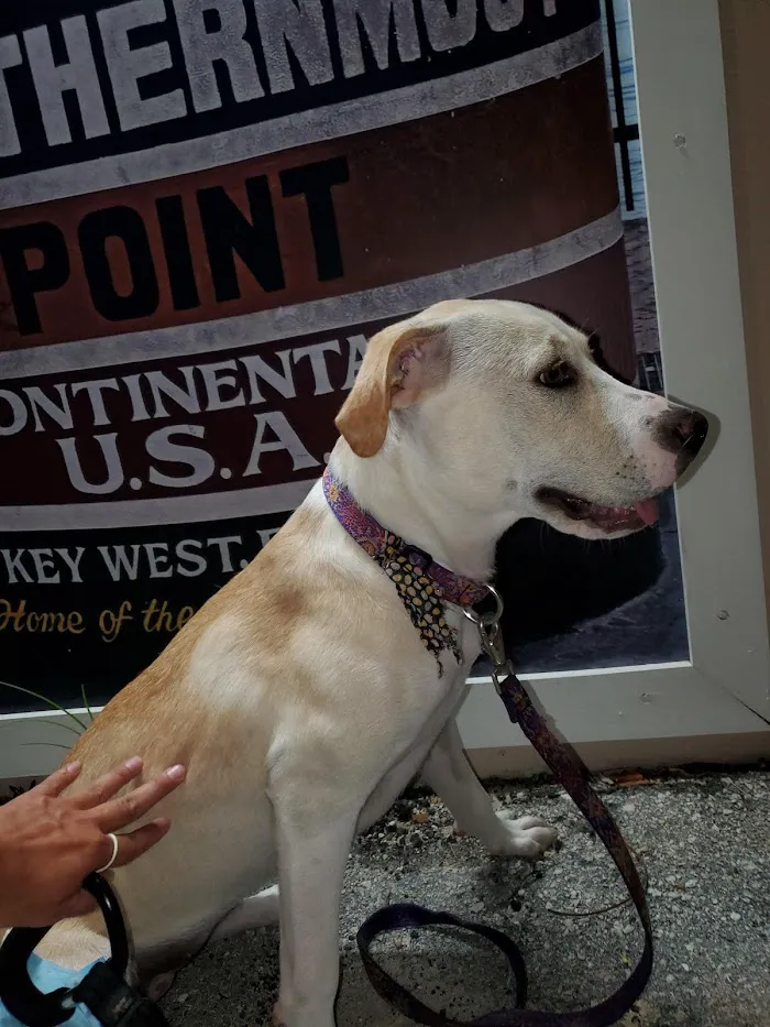 Island Paws Pet Sitting Services 12