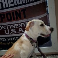 Island Paws Pet Sitting Services ico