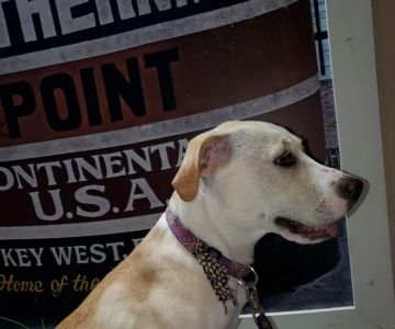 Island Paws Pet Sitting Services