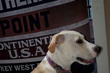 Island Paws Pet Sitting Services