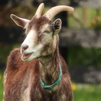 Care Animal Hospital ico