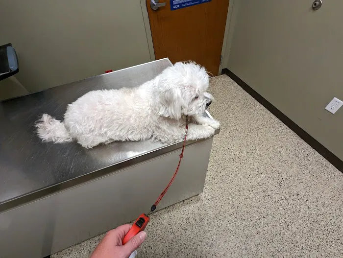 Care Animal Hospital 12