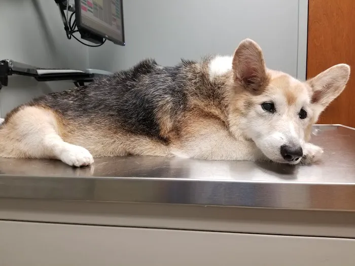 Care Animal Hospital 12
