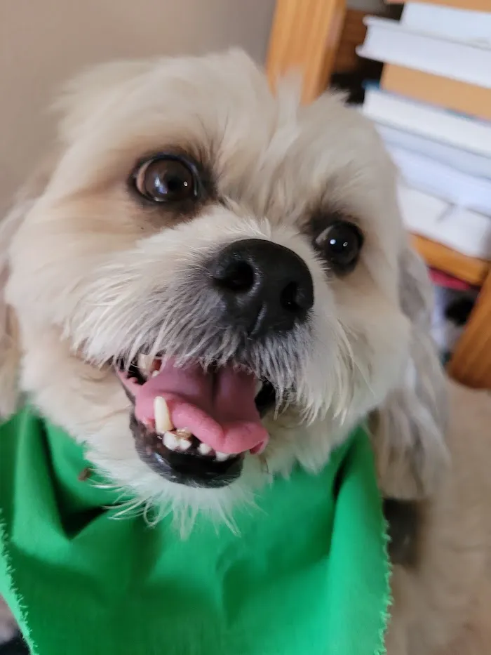 Care Animal Hospital 12