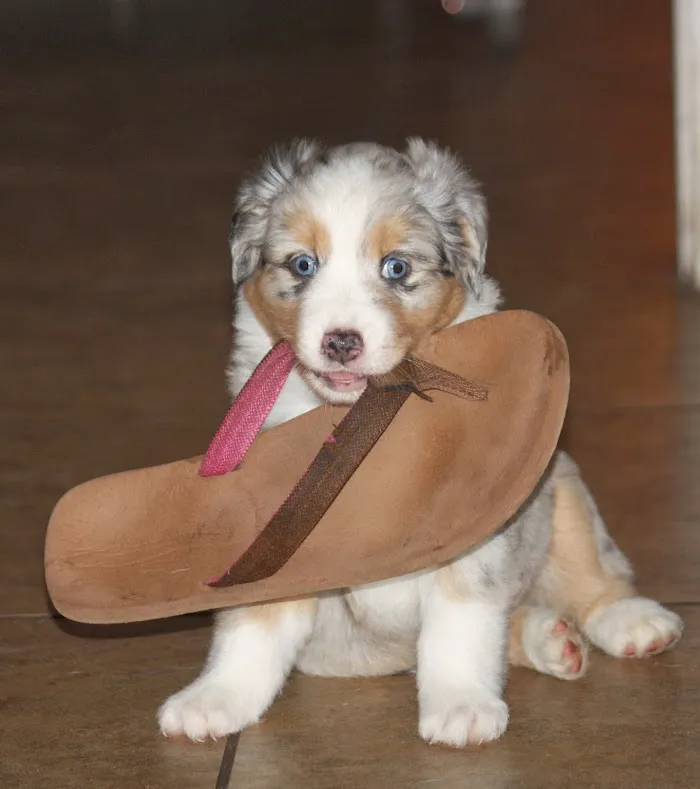 Care Animal Hospital 12
