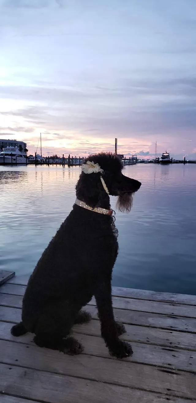 Lower Keys Animal Clinic 12