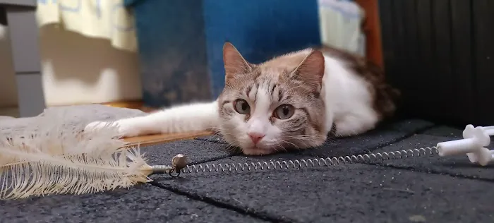 Lower Keys Animal Clinic 12