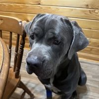 South Atlanta Veterinary Emergency & Specialty, A Thrive Pet Healthcare Partner ico