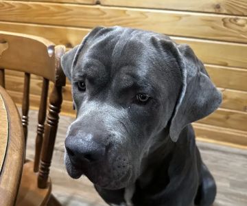 South Atlanta Veterinary Emergency & Specialty, A Thrive Pet Healthcare Partner