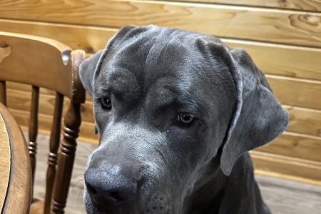 South Atlanta Veterinary Emergency & Specialty, A Thrive Pet Healthcare Partner