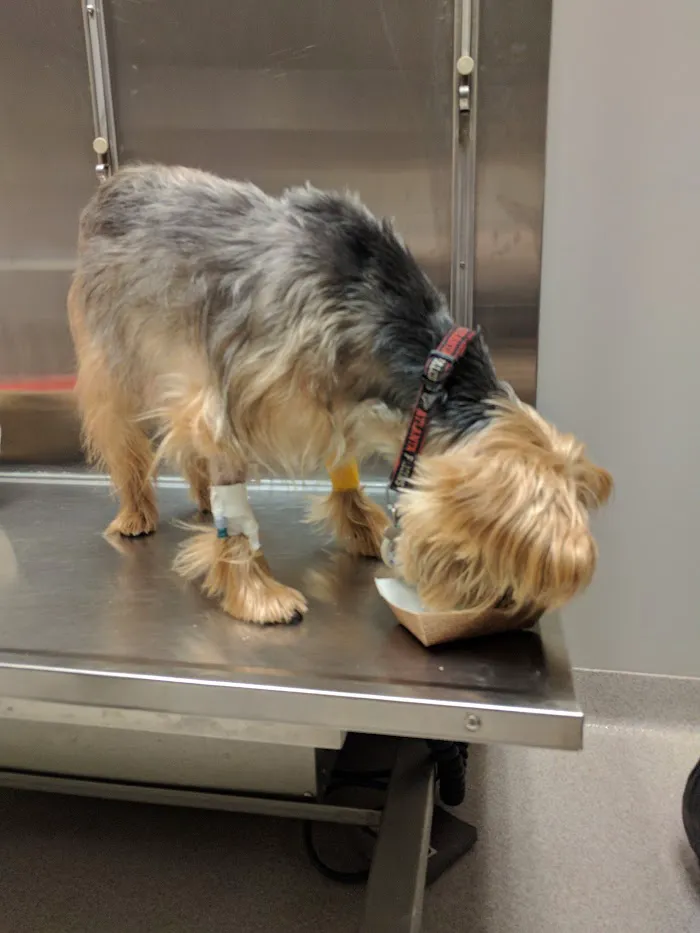 South Atlanta Veterinary Emergency & Specialty, A Thrive Pet Healthcare Partner 12