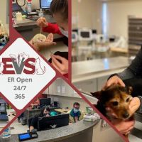 Evolution Veterinary Specialists ico