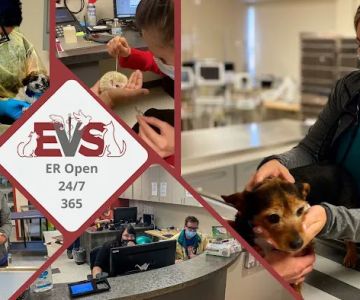 Evolution Veterinary Specialists