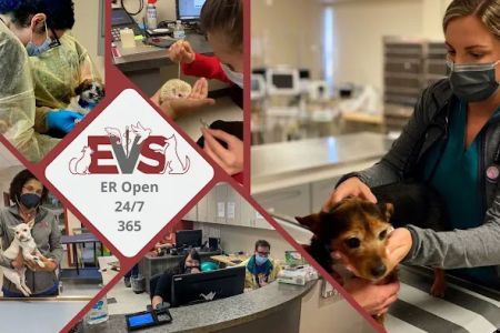 Evolution Veterinary Specialists