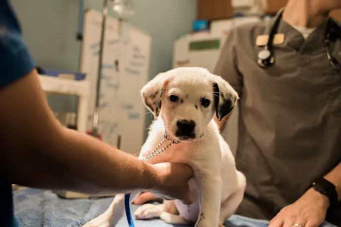 Humane Society Naples: Veterinary Clinic 12