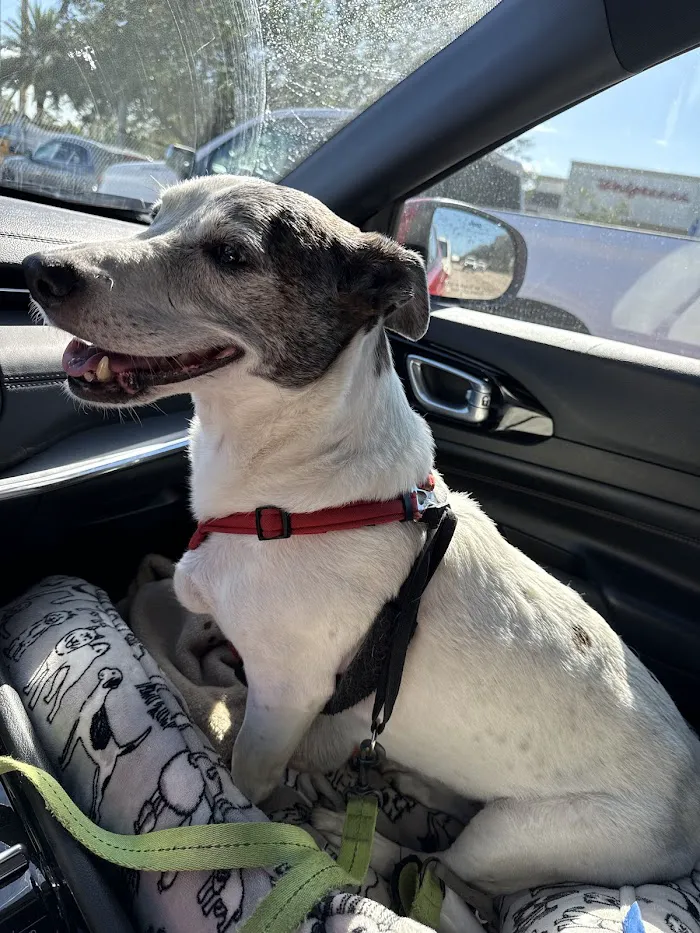 Tails-A-Waggin Animal Hospital & Pet Resort 12