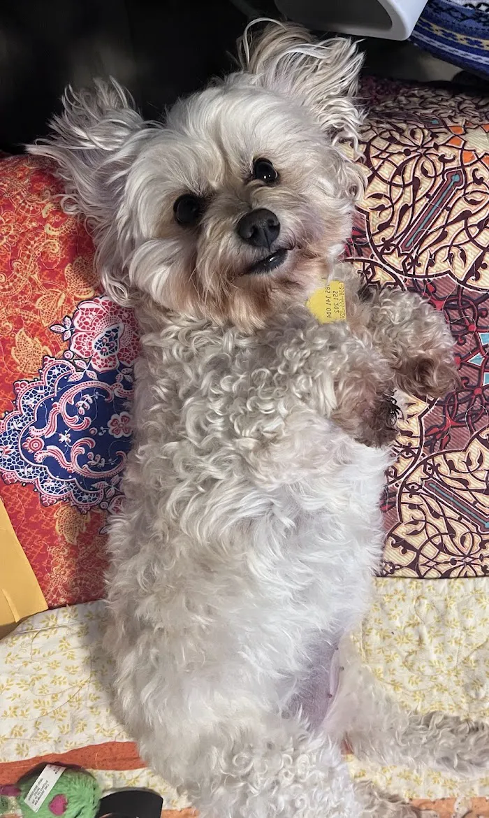 Tails-A-Waggin Animal Hospital & Pet Resort 12