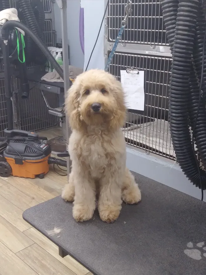 Tails-A-Waggin Animal Hospital & Pet Resort 12