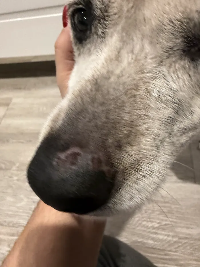 Tails-A-Waggin Animal Hospital & Pet Resort 12