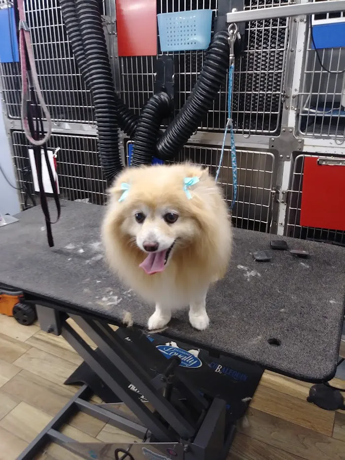 Tails-A-Waggin Animal Hospital & Pet Resort 12