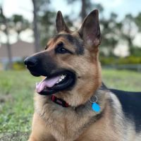 Brown Veterinary Clinic ico