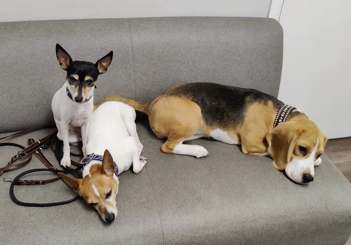 Gulfshore Animal Hospital 12