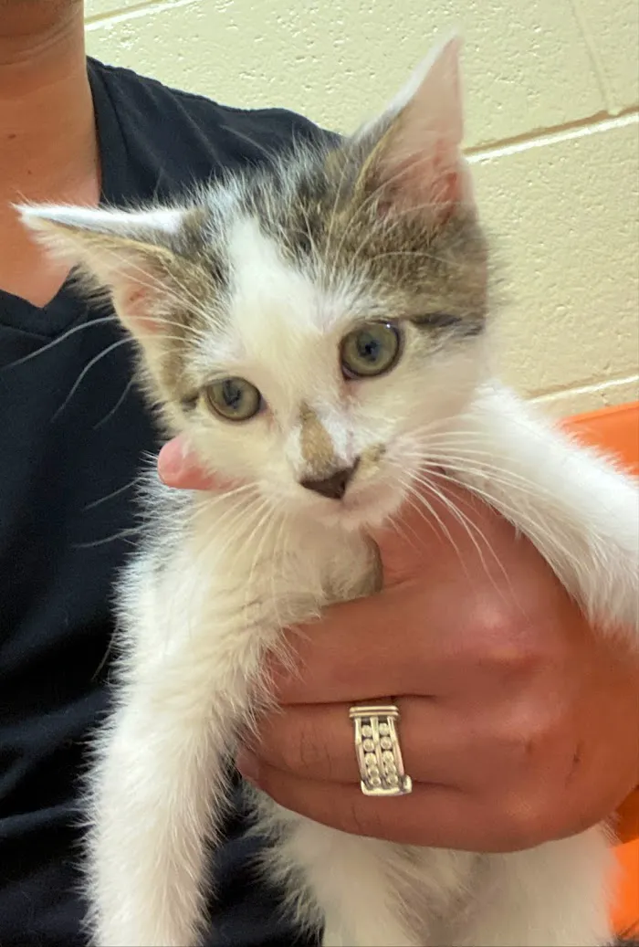 Vet Vaccinations Clinic at Collier Co Domestic Animal Services 12