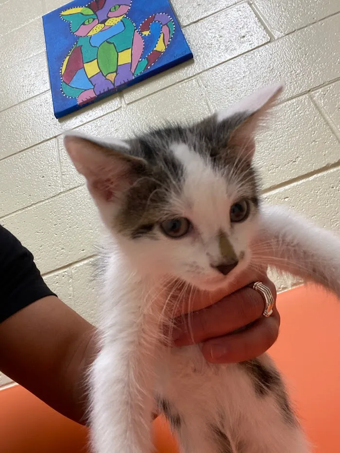 Vet Vaccinations Clinic at Collier Co Domestic Animal Services 12