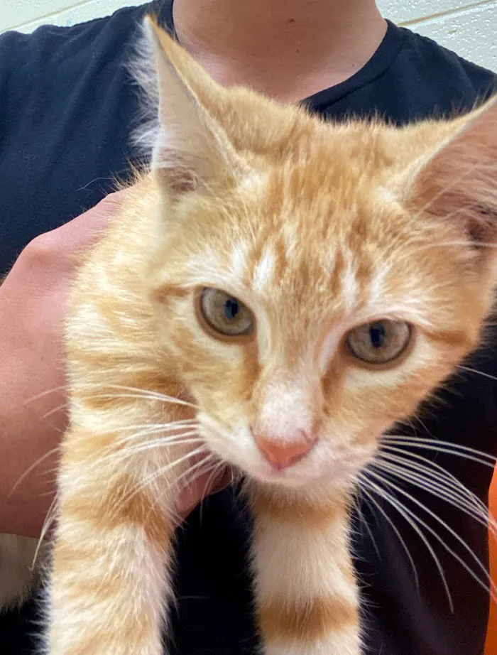 Vet Vaccinations Clinic at Collier Co Domestic Animal Services 12