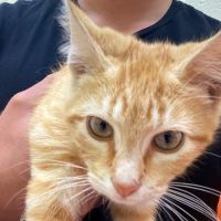 Vet Vaccinations Clinic at Collier Co Domestic Animal Services ico