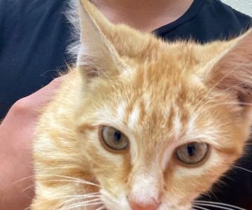 Vet Vaccinations Clinic at Collier Co Domestic Animal Services