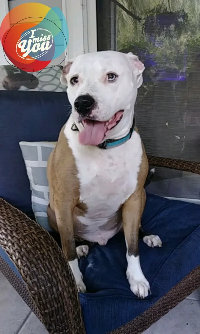 South Trail Animal Hospital 12
