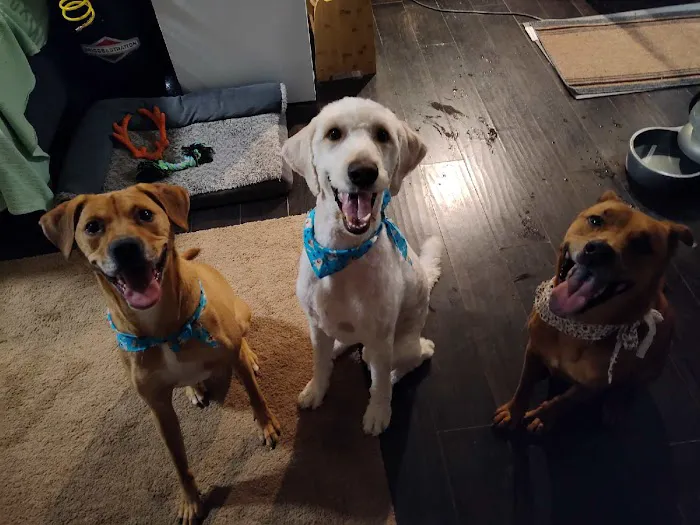 Emergency Pet Hospital: Binoneimi Amber DVM 12