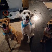 Emergency Pet Hospital: Binoneimi Amber DVM ico