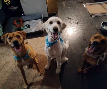 Emergency Pet Hospital: Binoneimi Amber DVM