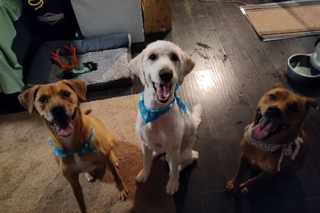 Emergency Pet Hospital: Binoneimi Amber DVM